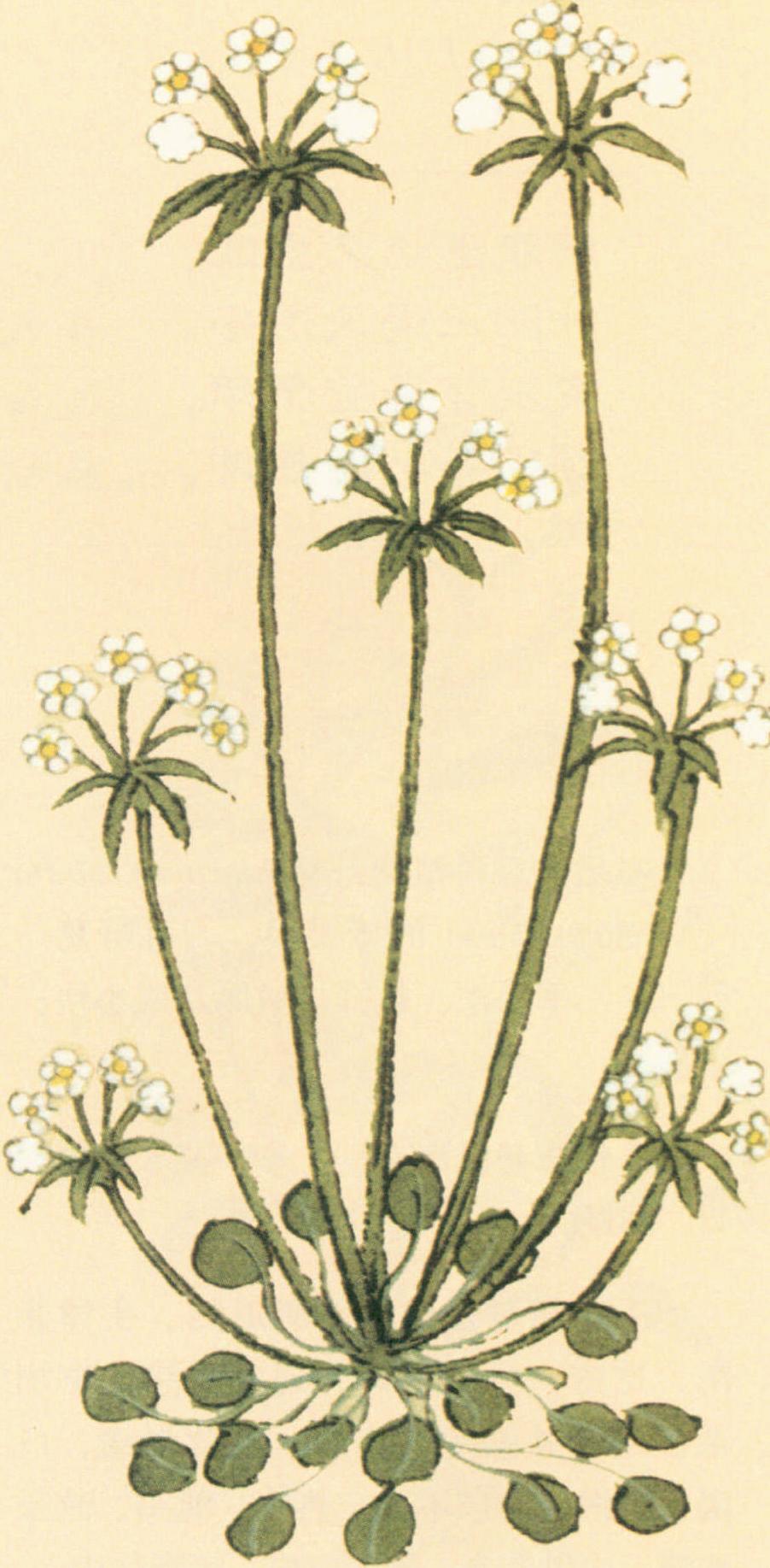 谷精草